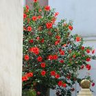 Blütenstrauch in Süditalien