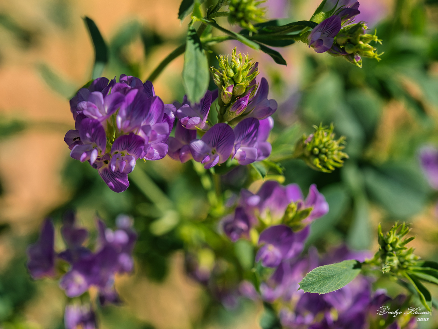 Blütenstrauch mit lila Blüten