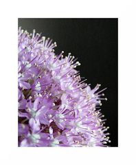 Blütenstruktur (Allium)