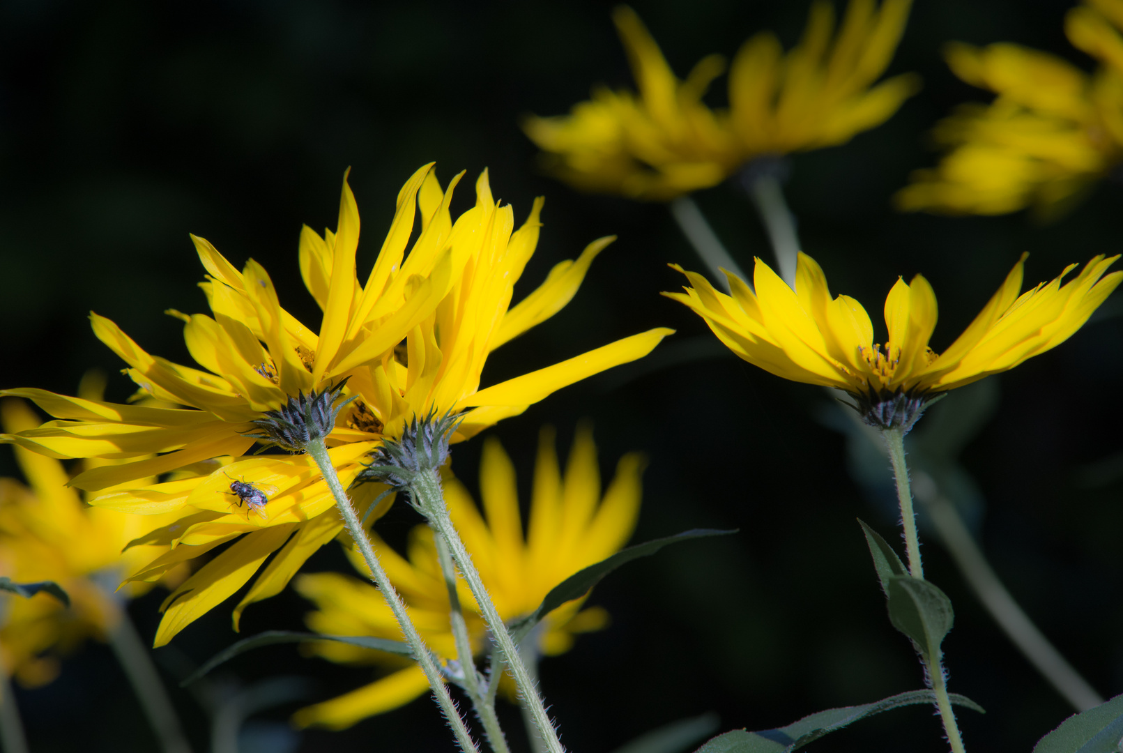 Blütentanz in der Herbstsonne