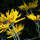 Blütentanz in der Herbstsonne