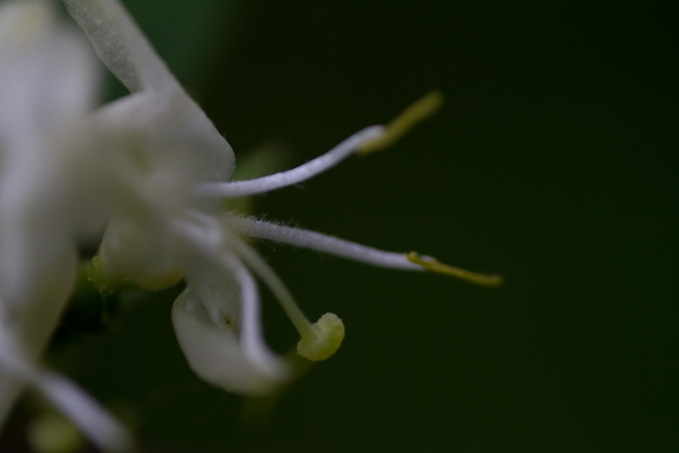 Blütenteil der roten Hekenkirsche (Lonicera xylosteum)