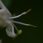 Blütenteil der roten Hekenkirsche (Lonicera xylosteum)