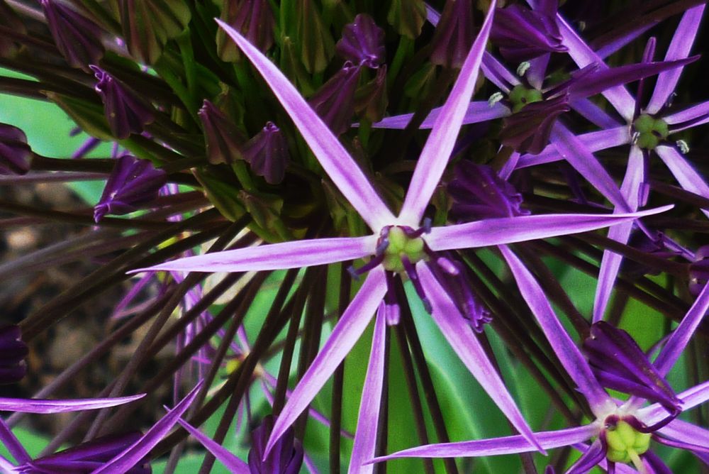 Blütenteil eines Gartenlauchs - Allium