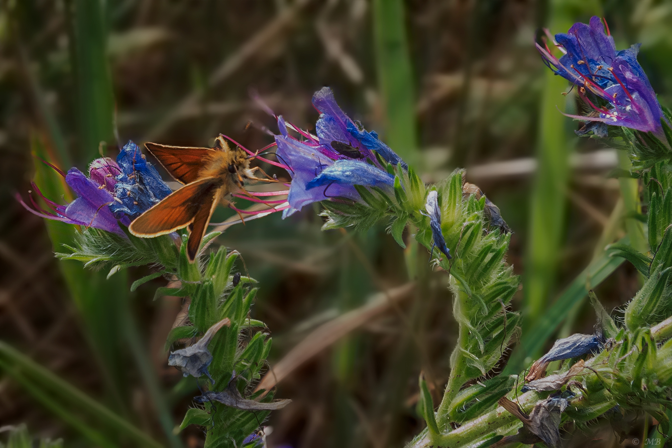 Blütentenbesuch