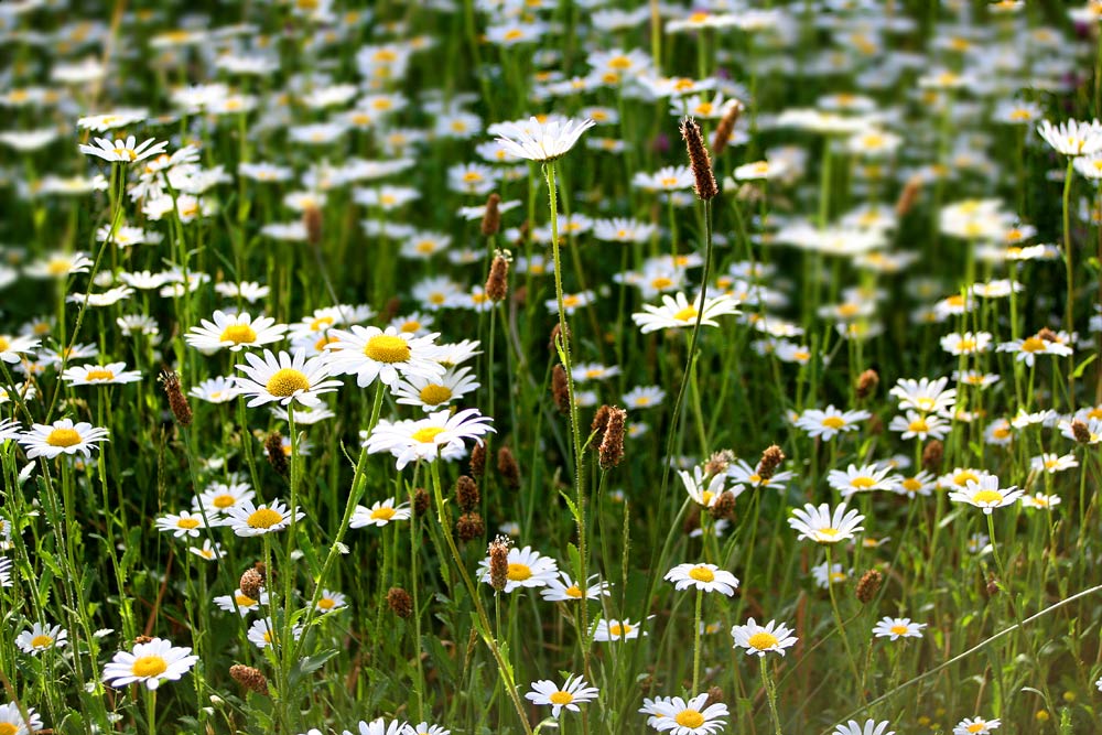 Blütenteppich