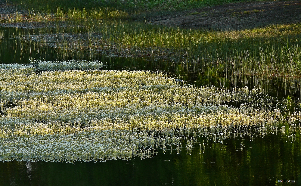 Blütenteppich