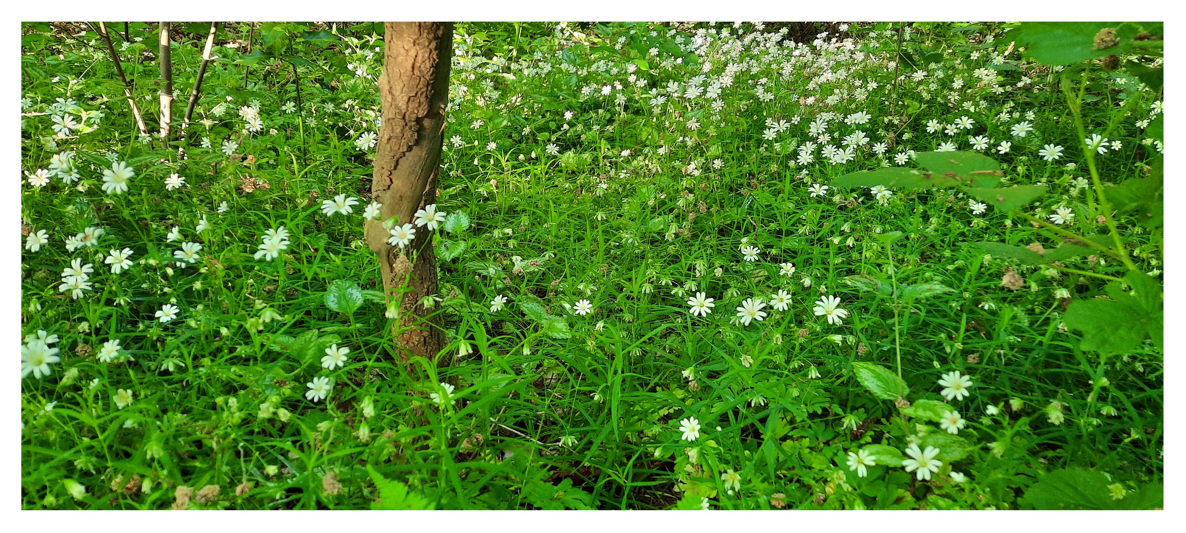 Blütenteppich 