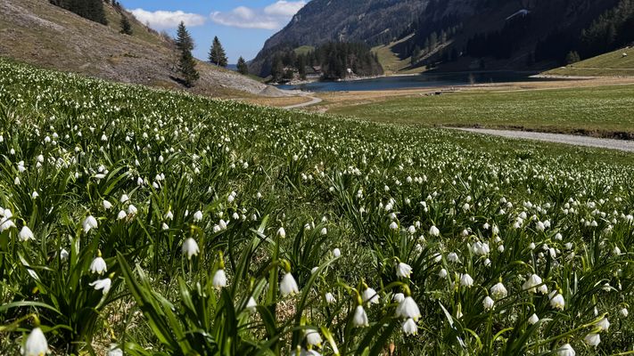 Blütenteppich am Seealpsee