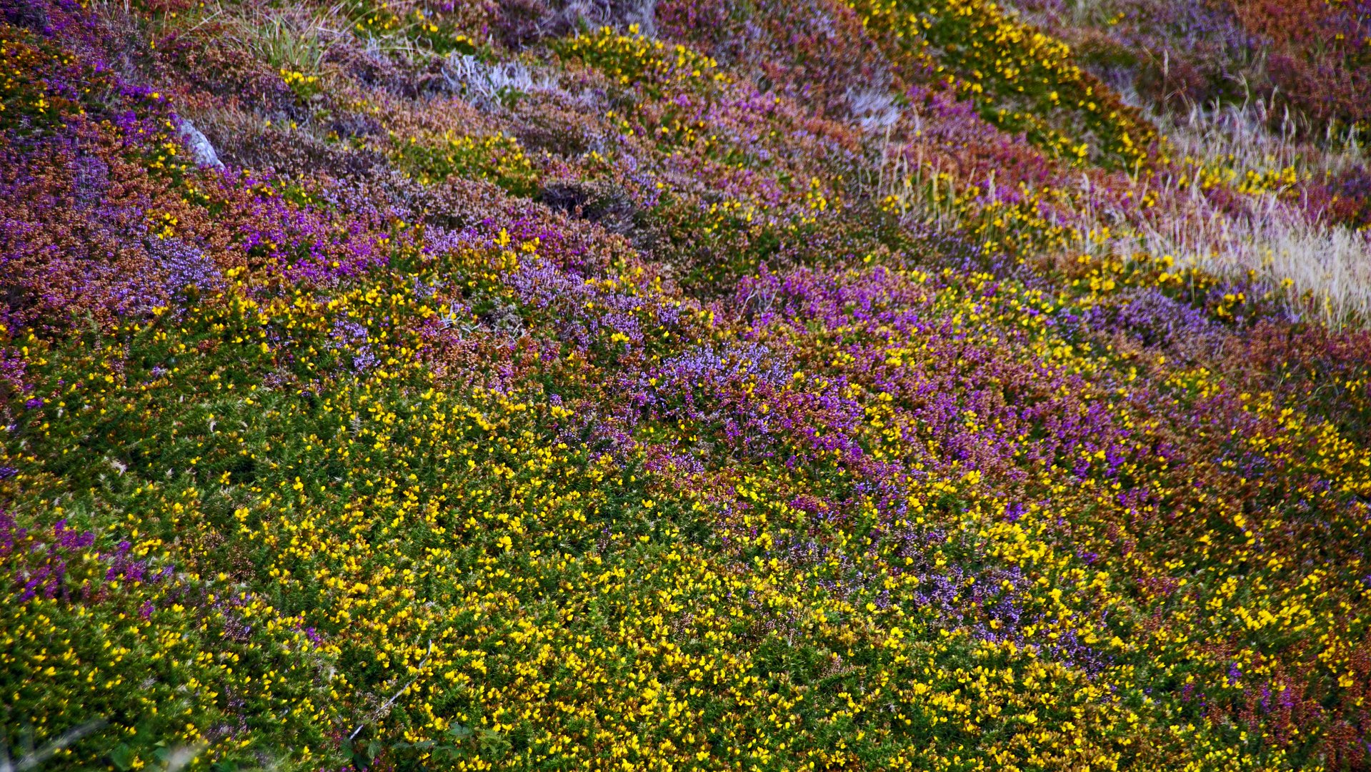 Blütenteppich an der Sky Road in Clifden