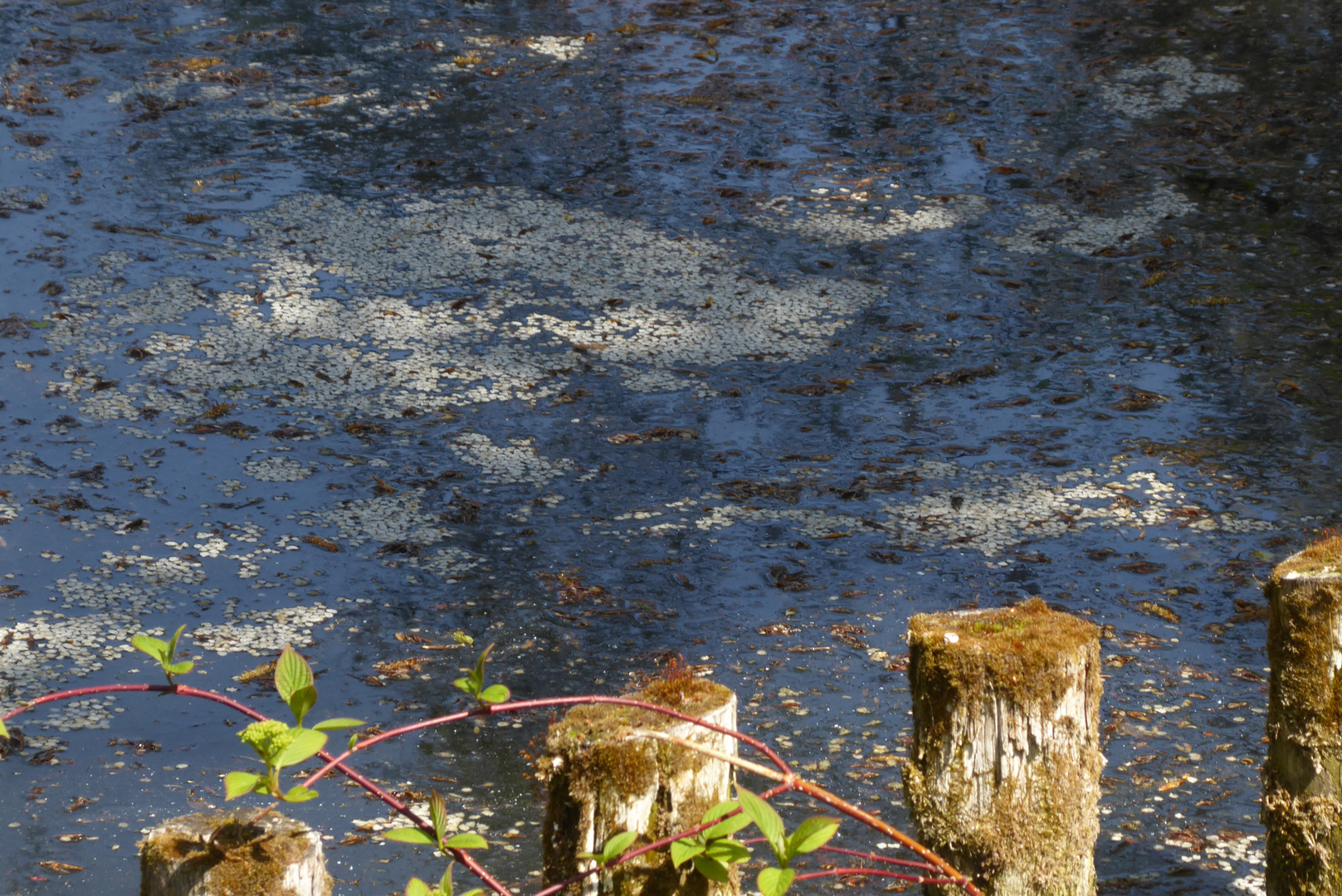 Blütenteppich auf dem Teich