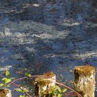 Blütenteppich auf dem Teich