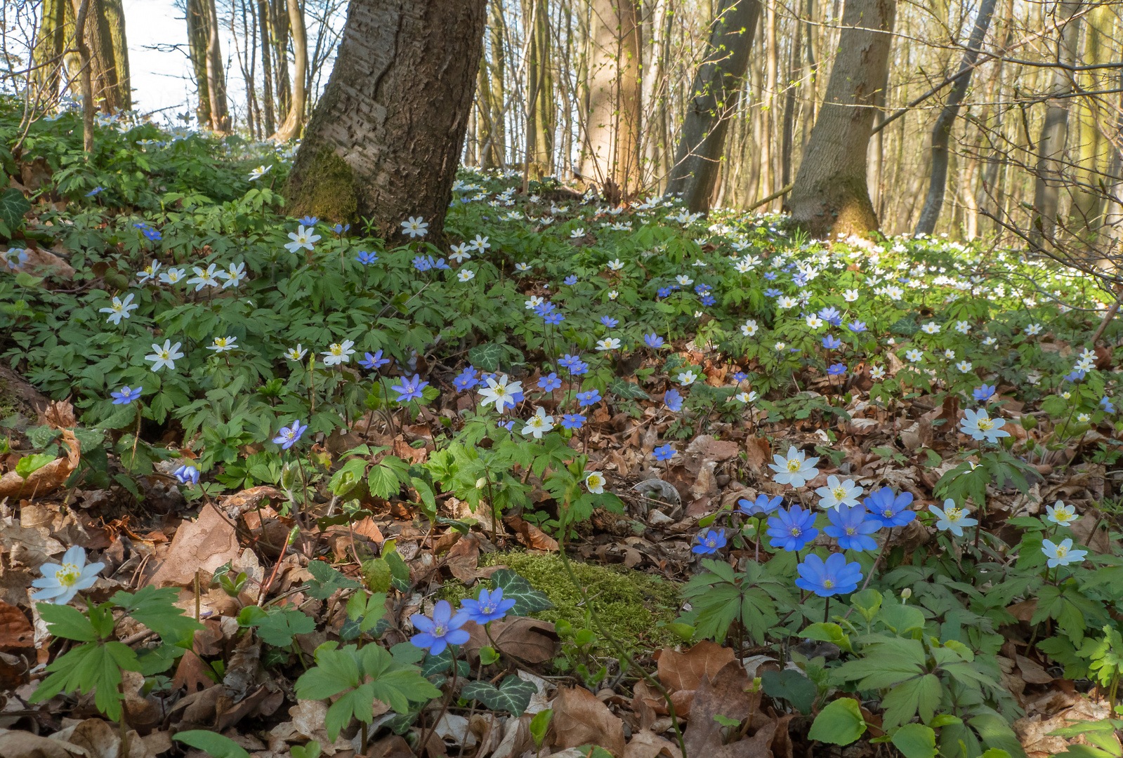 Blütenteppich Blau-Weiß