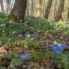 Blütenteppich Blau-Weiß