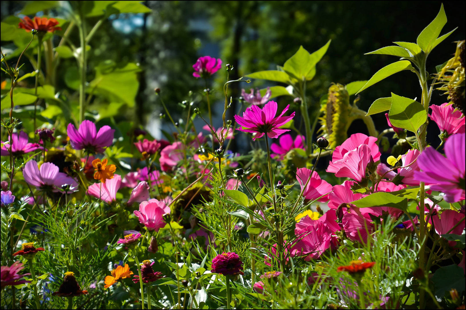 Blütenteppich Ende September