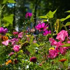 Blütenteppich Ende September