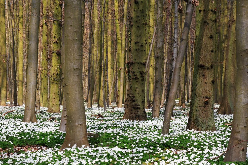 Blütenteppich