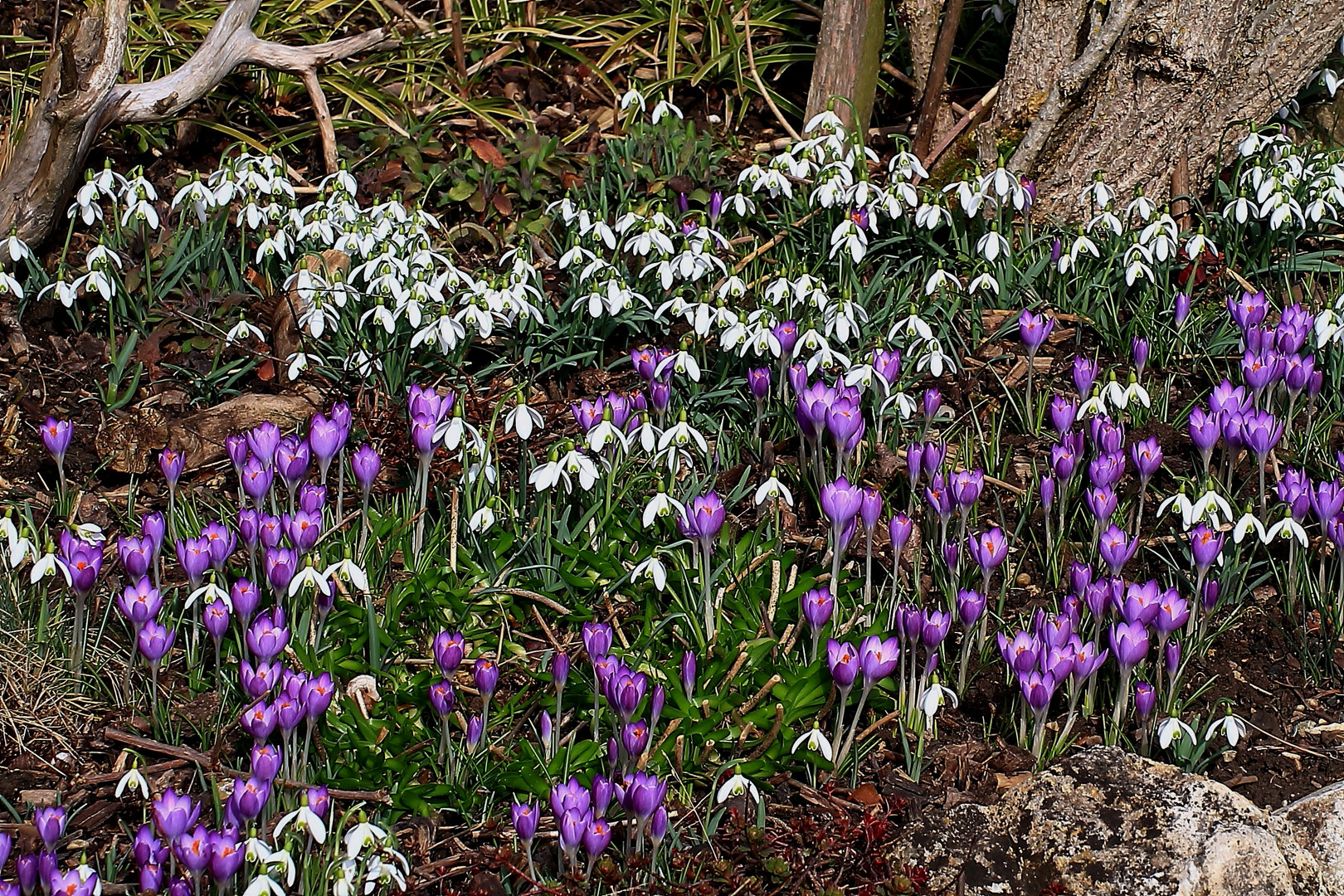 Blütenteppich im Garten