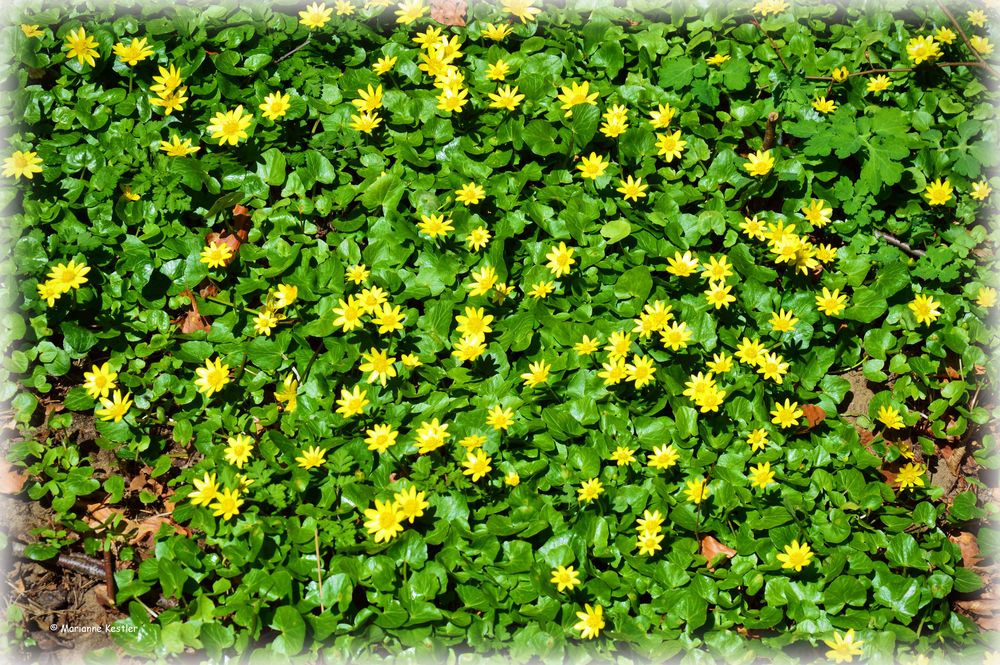 Blütenteppich im Wald