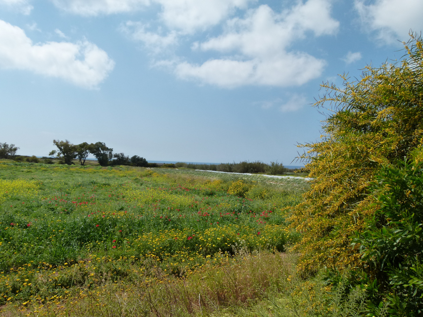 Blütenteppich - Zypern 2012