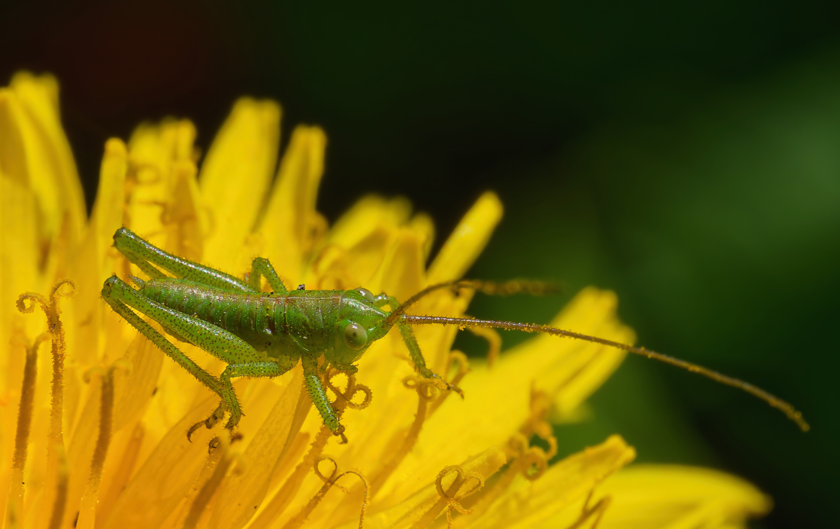 BLÜTENTHRON FÜR EINEN KLEINEN KÖNIG