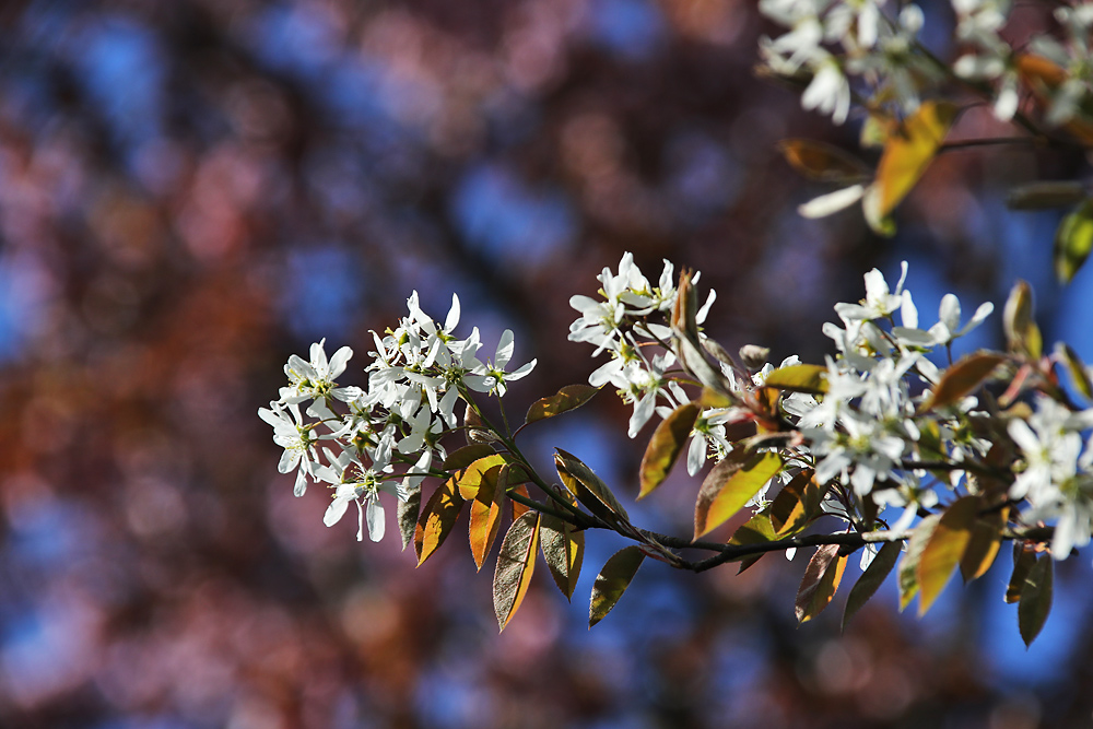 Blütenträume am Ostersonntag