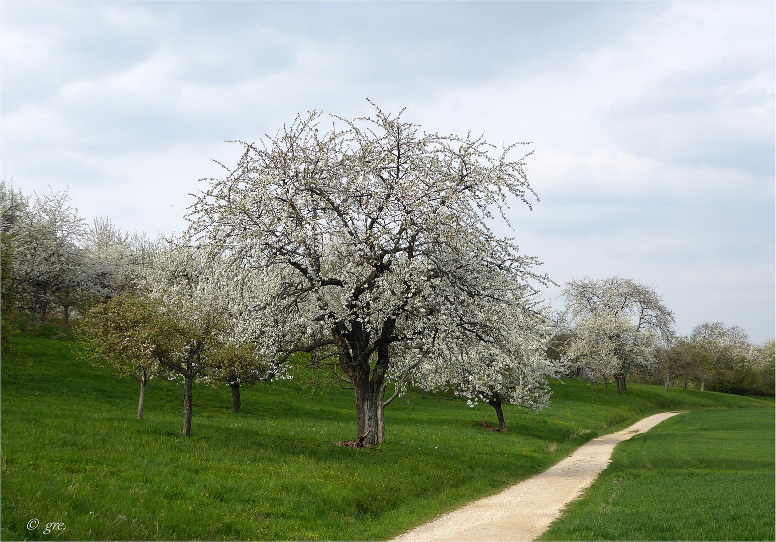 Blütenträume