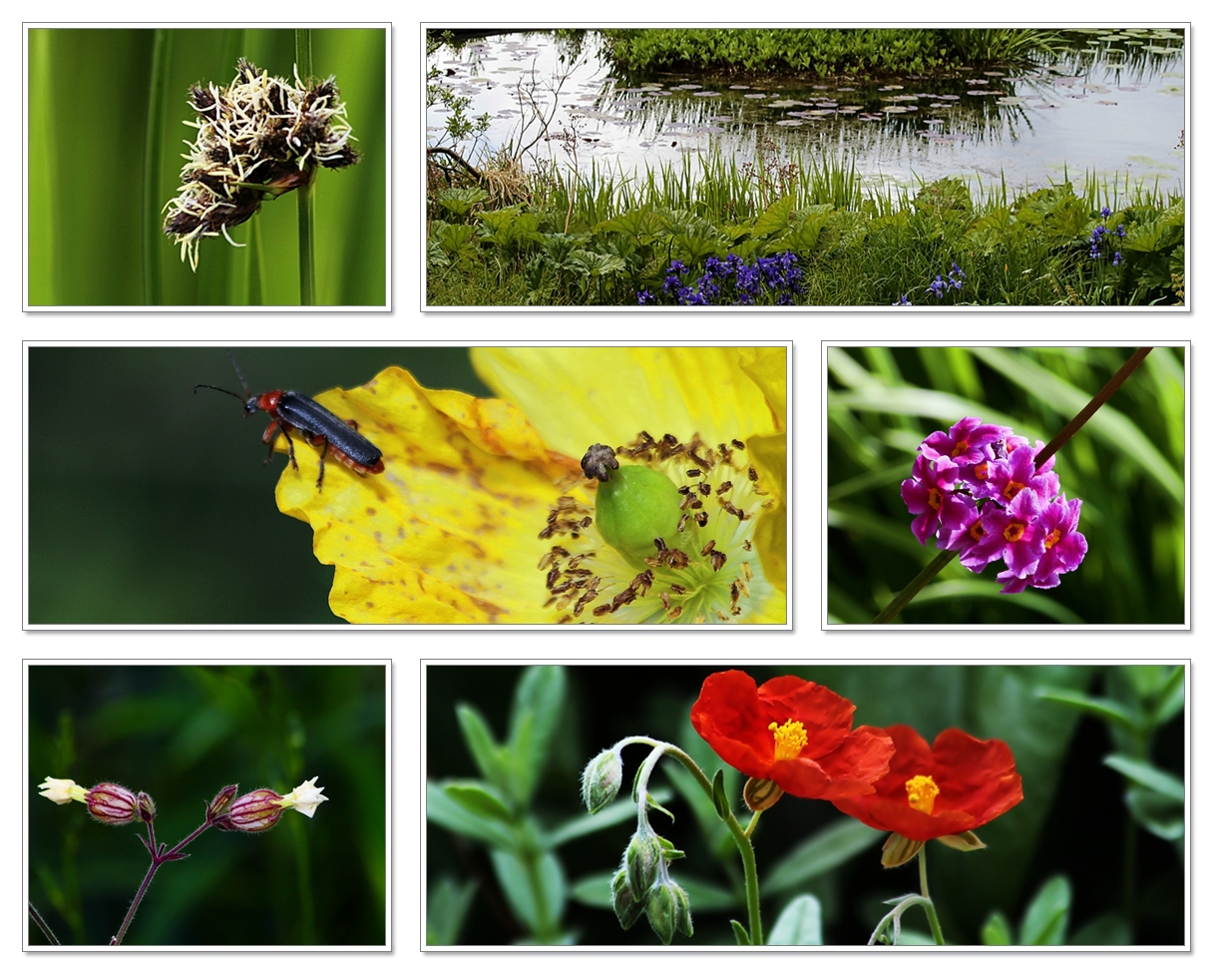 Blütenträume im Botanischen Garten Kiel....