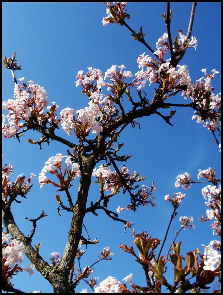 Blütenträume im Frühling