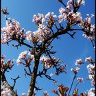 Blütenträume im Frühling