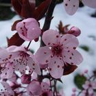 Blütenträume im Schnee