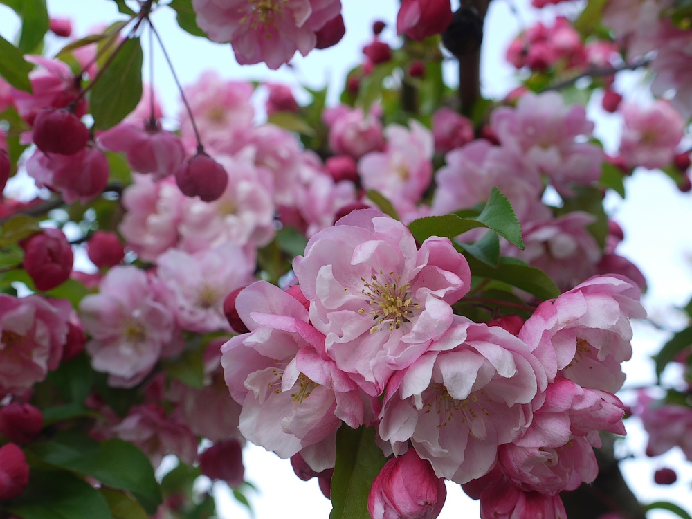 Blütenträume in Rosa