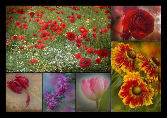 ~~Blütenträume vom letzten Jahr~~