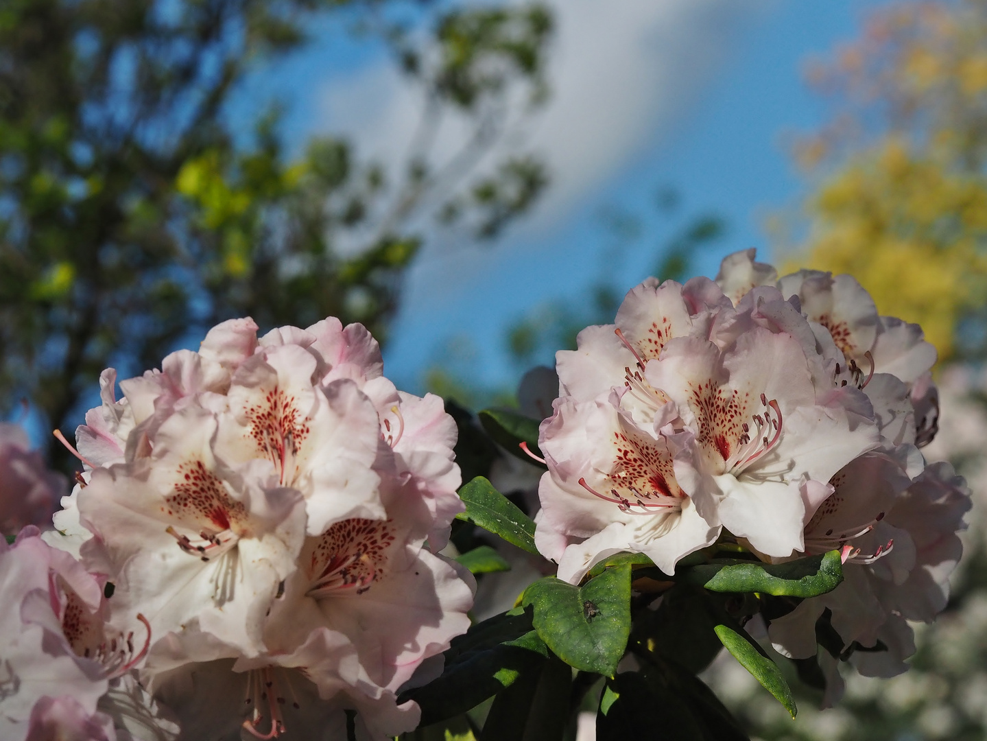 Blüten.Traum.