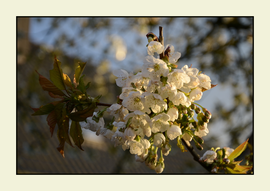 *blüten.traum*