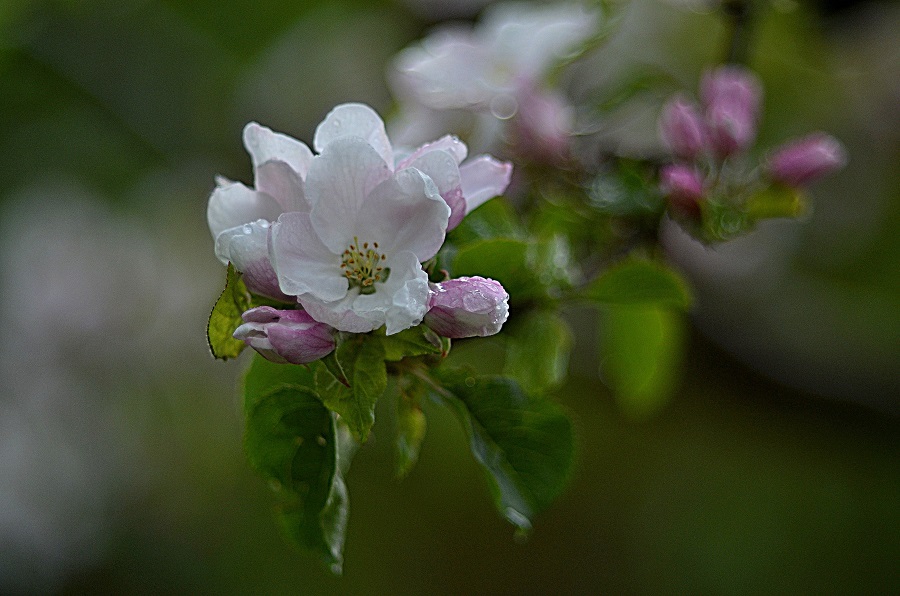 *blüten.traum*