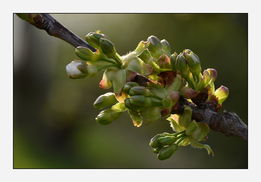 *blüten.traum*