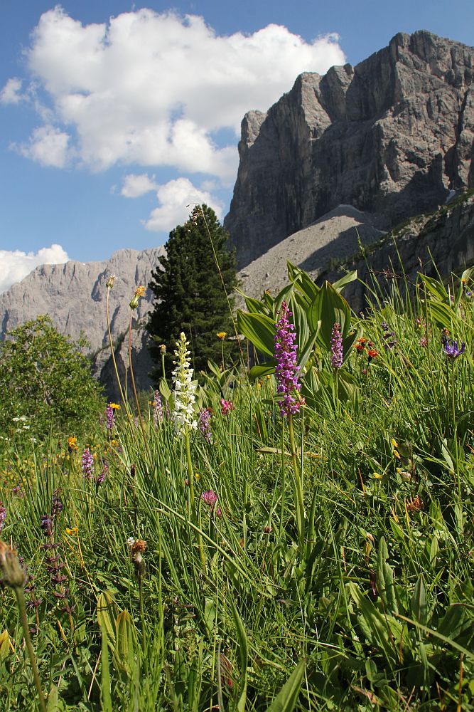 Blütentraum am Grödnerjoch