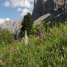 Blütentraum am Grödnerjoch