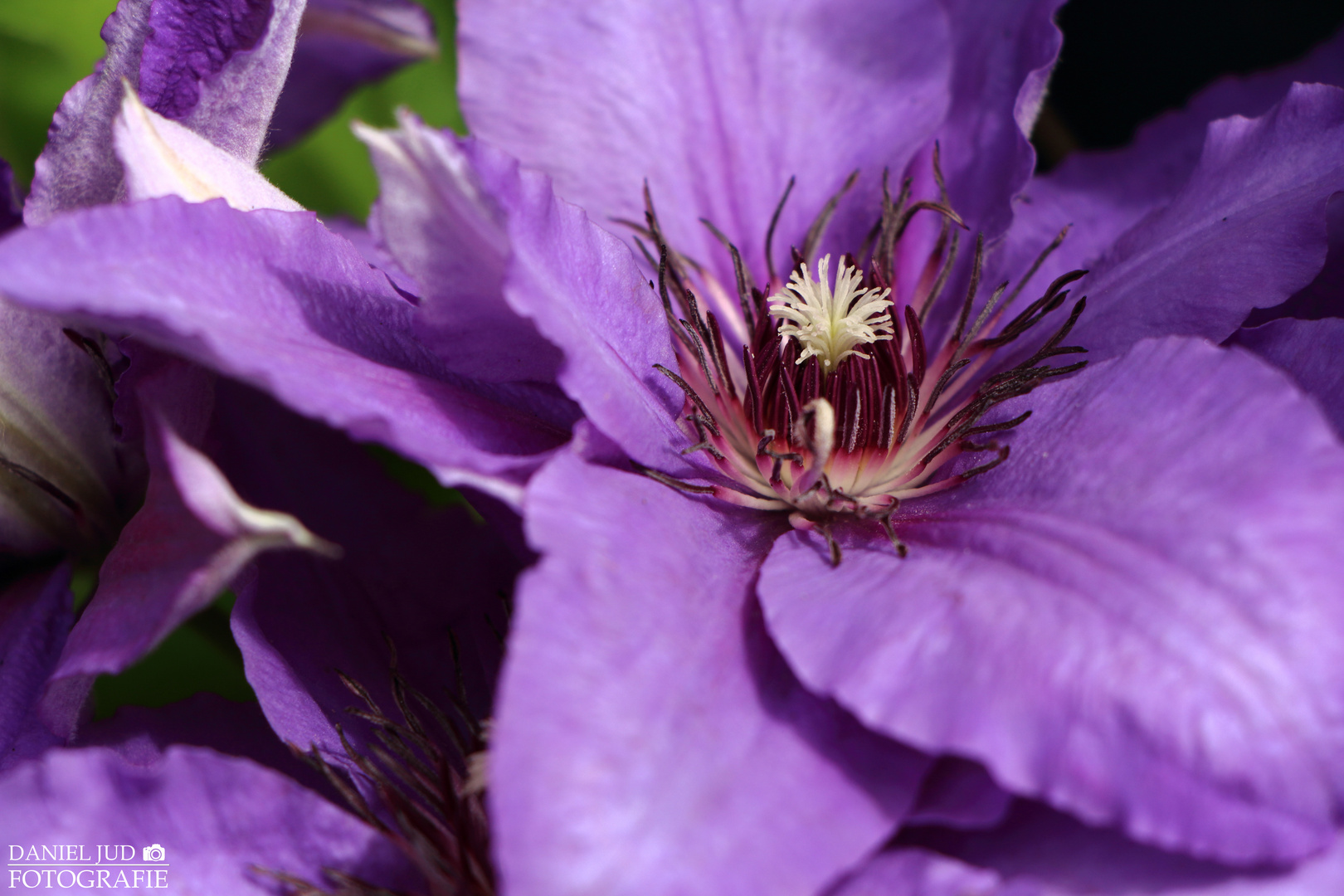 Blütentraum - Clematis