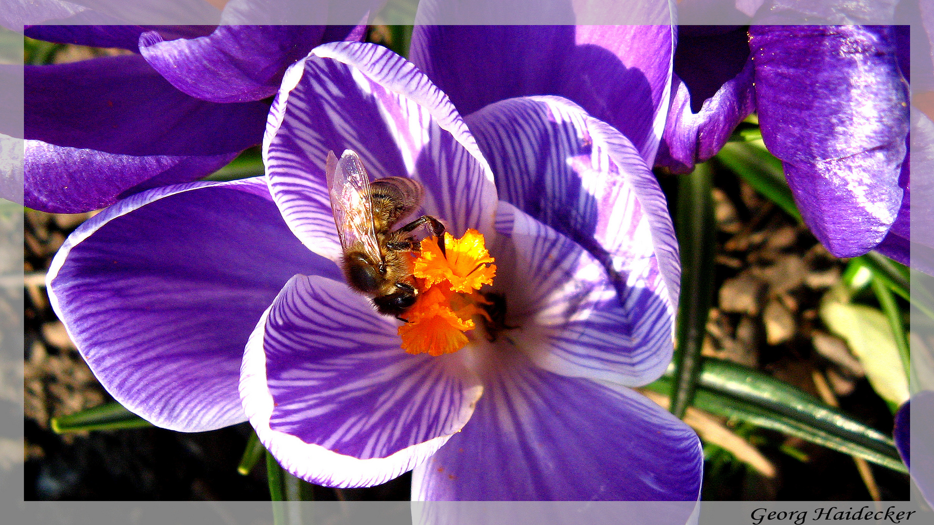 Blütentraum für Biene
