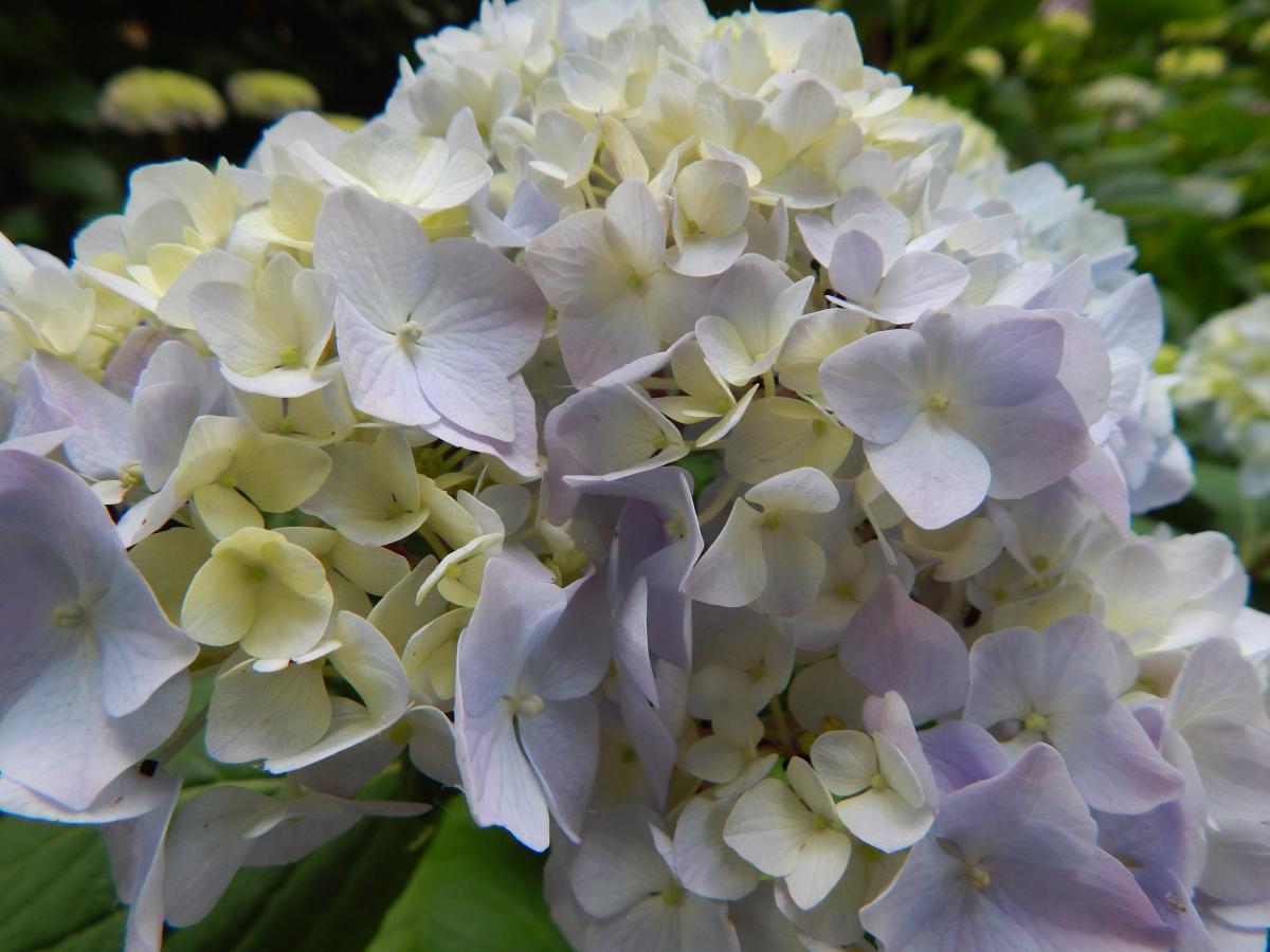 Blütentraum Hortensie