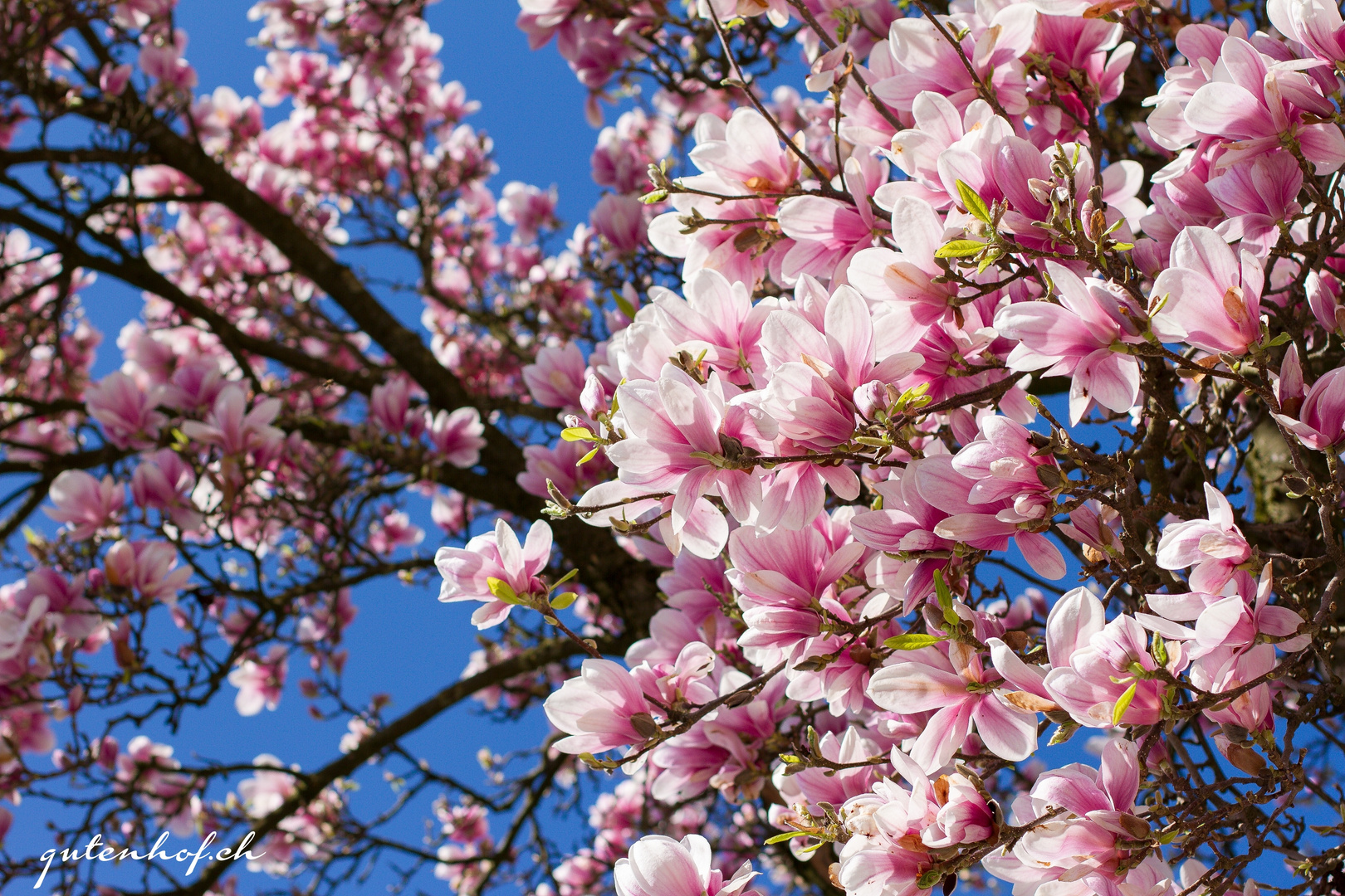 Blütentraum im Frühling.