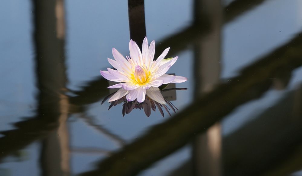 Blütentraum im Wasser