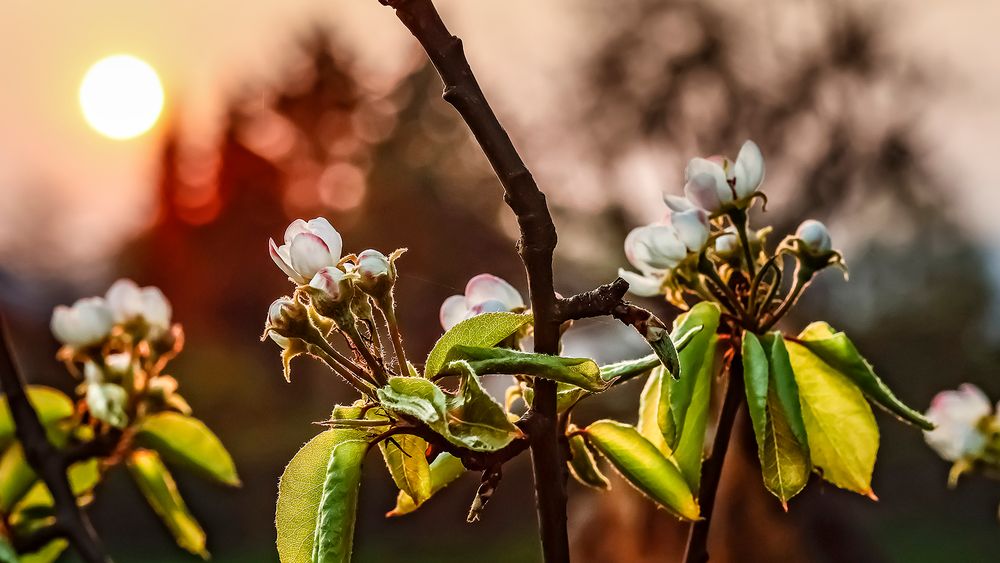 Blütentraum in der STREUOBSTWIESE  (3)