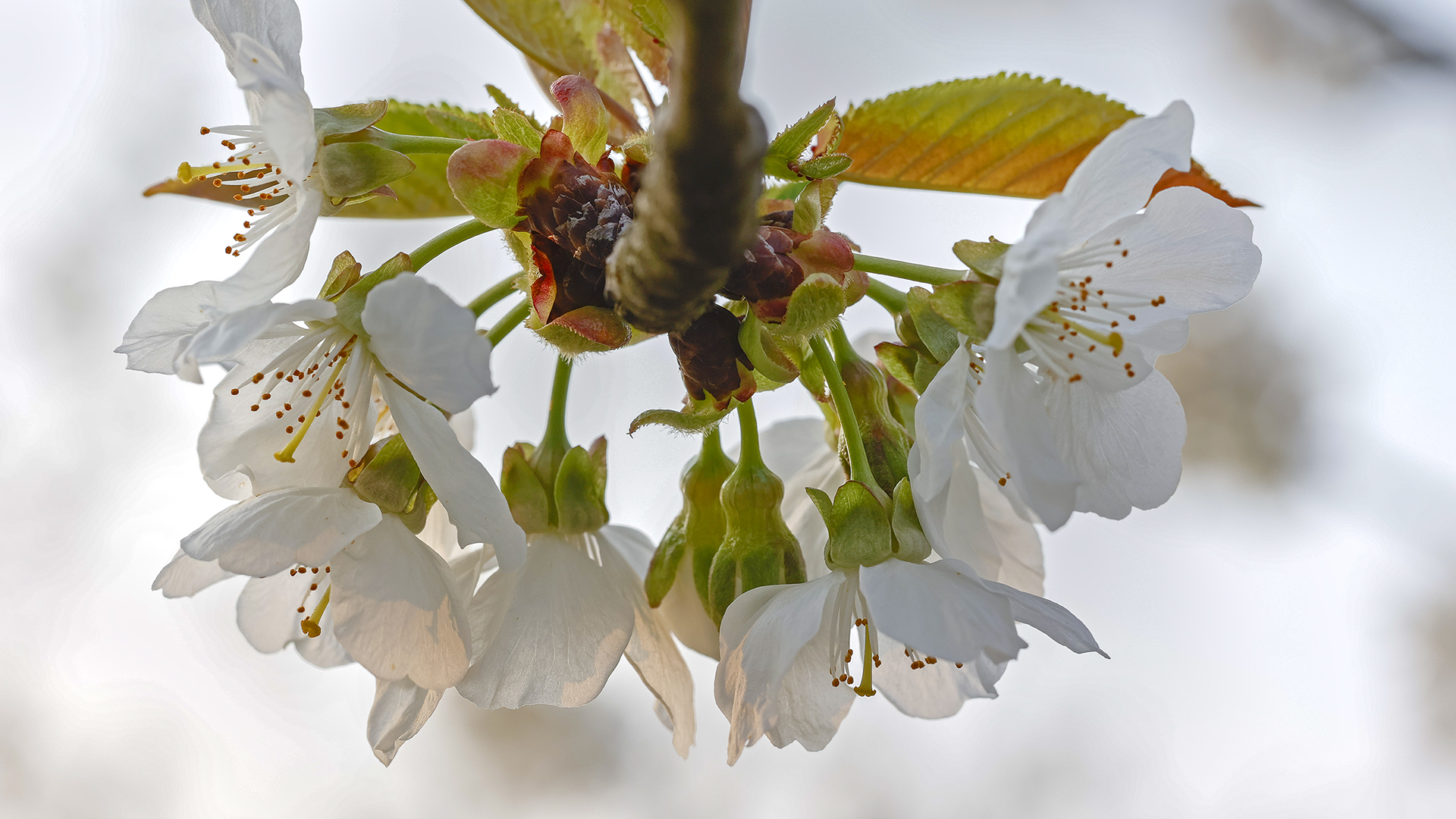 Blütentraum in der STREUOBSTWIESE