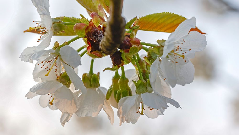 Blütentraum in der STREUOBSTWIESE