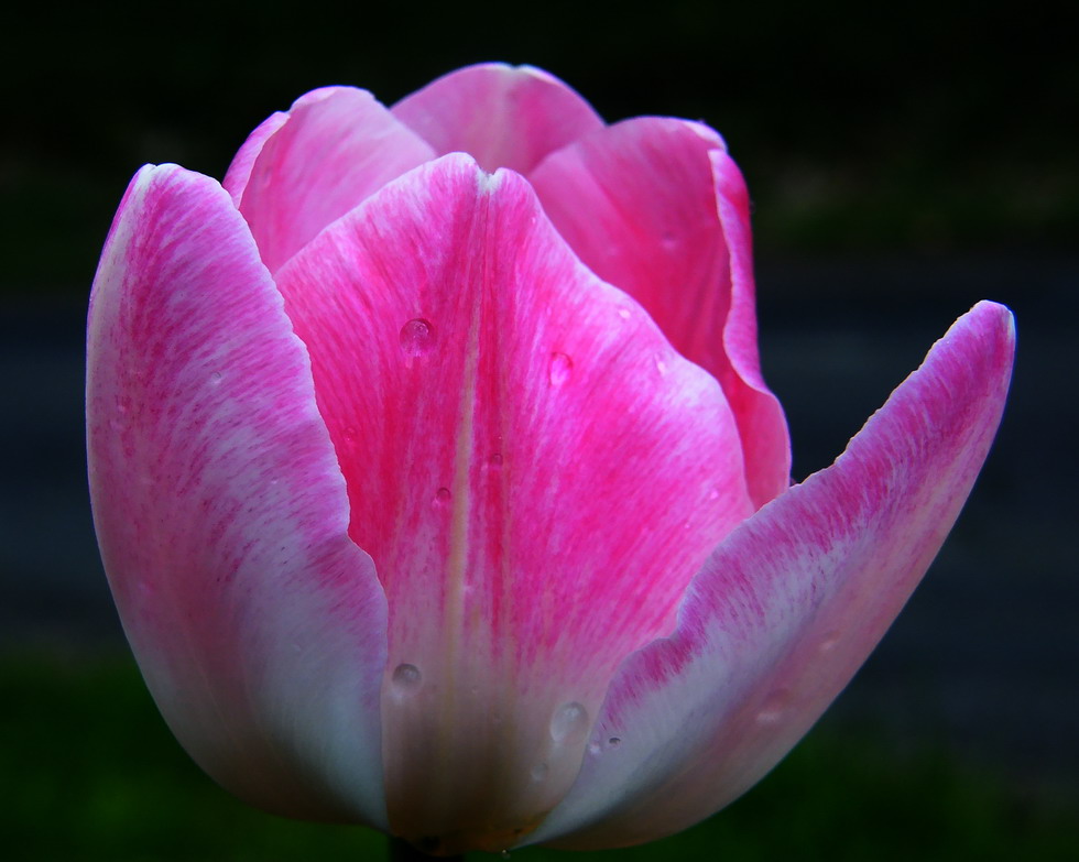 Blütentraum in Rosa.....