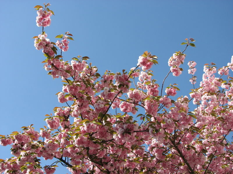 Blütentraum in Rosa