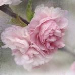 Blütentraum in rosa